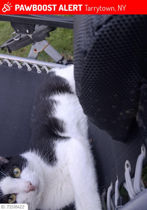 Lost Male Cat last seen White plains road meadow lane, Tarrytown, NY 10591