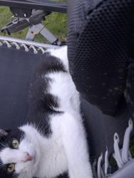 Lost Male Cat last seen White plains road meadow lane, Tarrytown, NY 10591