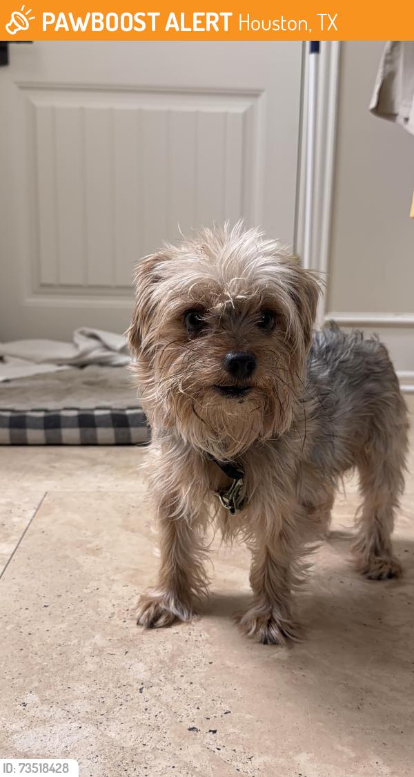 Found/Stray Male Dog last seen Foreland dr, Houston, TX 77077