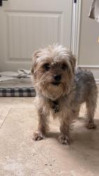 Found/Stray Male Dog last seen Foreland dr, Houston, TX 77077