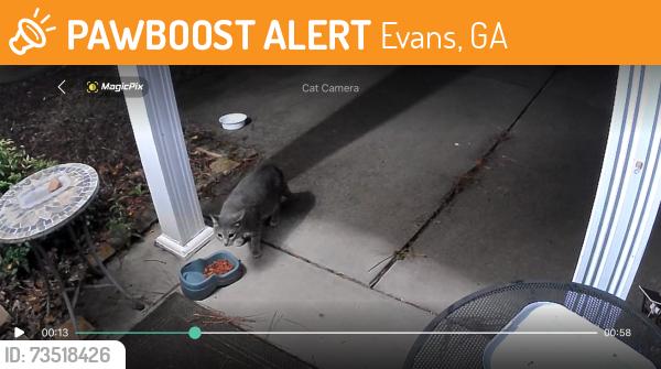 Found/Stray Unknown Cat last seen Short side of Greendale pl, Evans, GA 30809