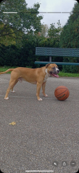 Reunited Male Dog last seen Near lynn st, Indianapolis, IN 46222