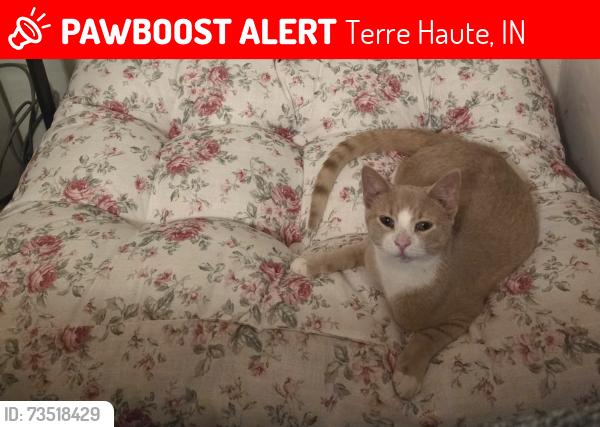 Lost Male Cat last seen Burnett, IN, Terre Haute, IN 47805