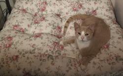 Lost Male Cat last seen Burnett, IN, Terre Haute, IN 47805