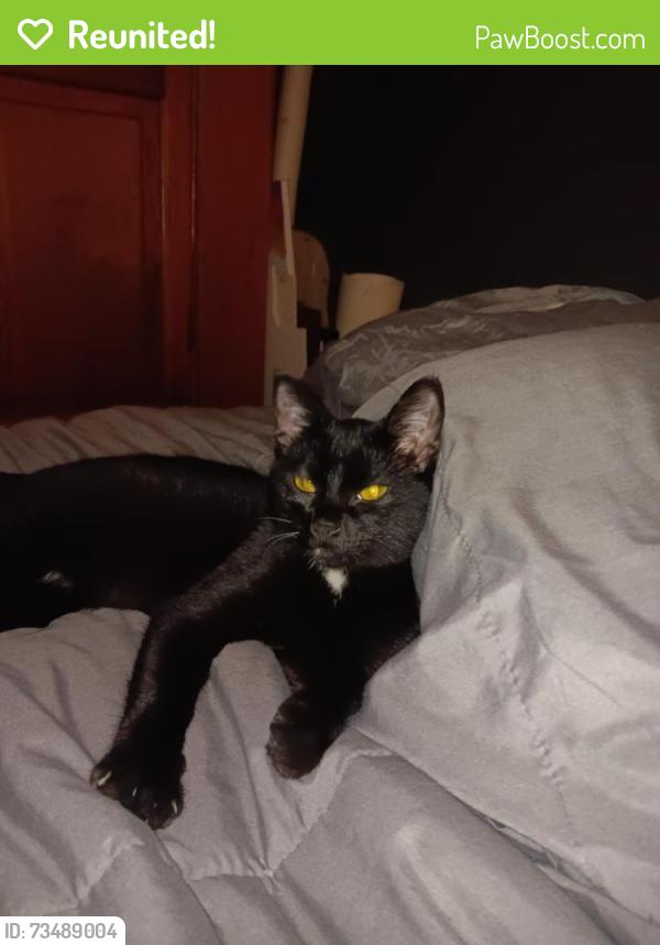 Reunited Female Cat last seen 33rd & blue ridge, Independence, MO 64052