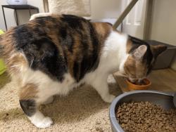 Lost Female Cat last seen Near Broadway Terrace, Leavenworth, KS, Leavenworth, KS 66048