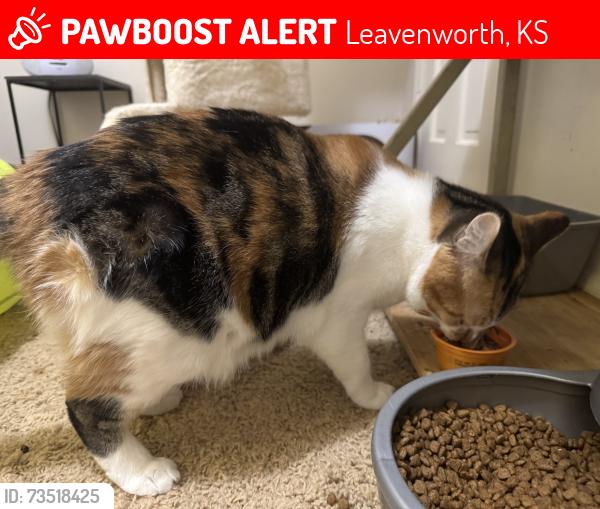 Lost Female Cat last seen Near Broadway Terrace, Leavenworth, KS, Leavenworth, KS 66048