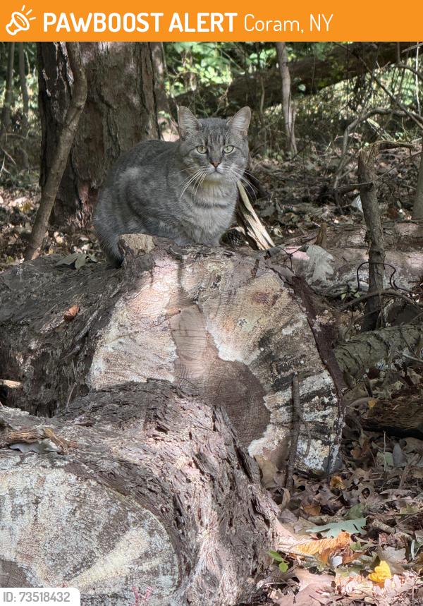 Found/Stray Unknown Cat last seen Woods near Coram Mr Sinai Rd, Coram, NY 11727