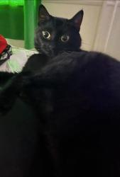 Reunited Male Cat last seen Charlie Ave. , south side,, Bloomington, IN 47403