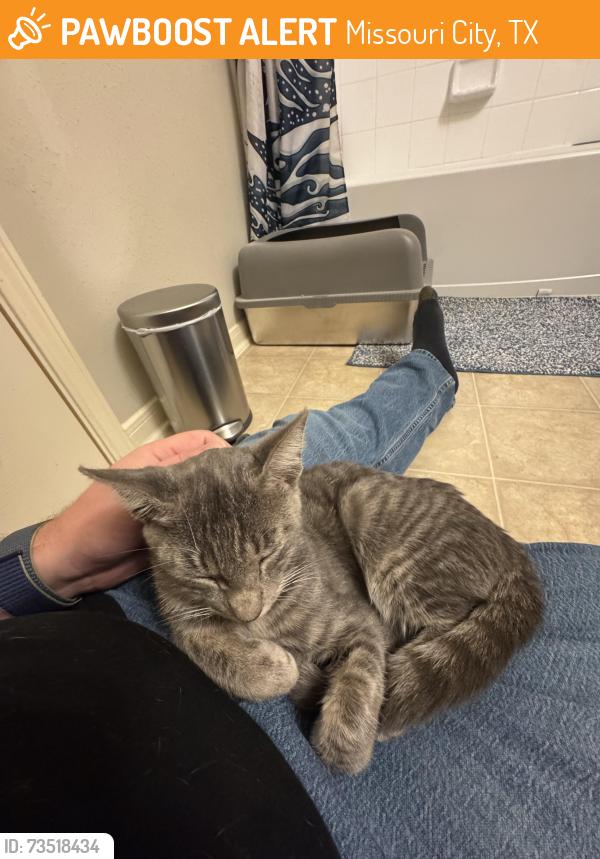 Found/Stray Male Cat last seen Bremerton Falls and Lead Point in Olympia ests, Missouri City, TX 77459