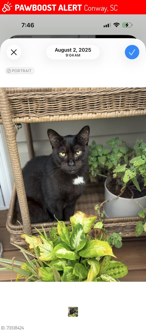 Lost Male Cat last seen New castle subdivision, Conway, SC 29527
