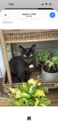 Lost Male Cat last seen New castle subdivision, Conway, SC 29527