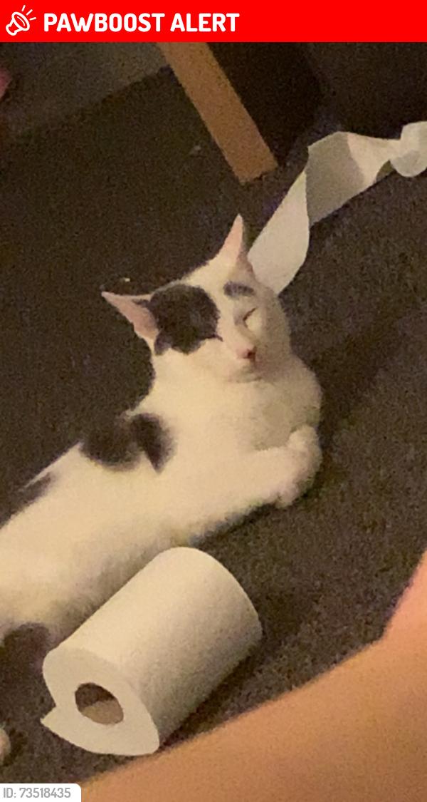 Lost Male Cat last seen DE1 3BS, Derby, England DE1 3BS