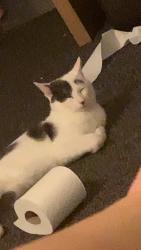 Lost Male Cat last seen DE1 3BS, Derby, England DE1 3BS