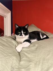 Reunited Female Cat last seen Old Kent Road, Greater London, England SE1 5NH