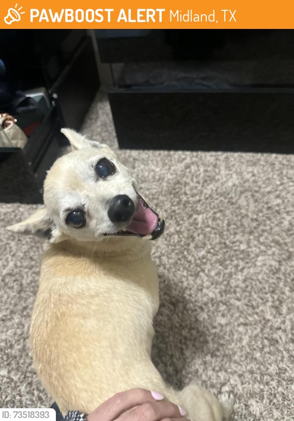 Found/Stray Unknown Dog last seen Cowboy prime, Midland, TX 79701