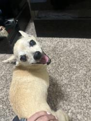Found/Stray Unknown Dog last seen Cowboy prime, Midland, TX 79701