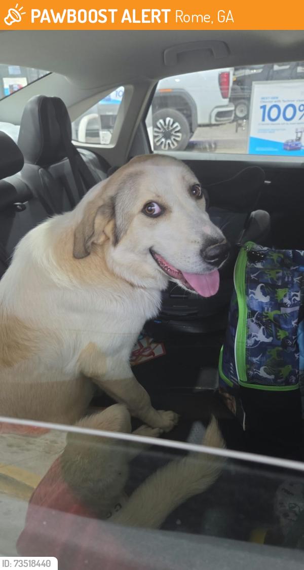 Found/Stray Female Dog last seen Hwy 53 and Burlington rd, Rome, GA 30161