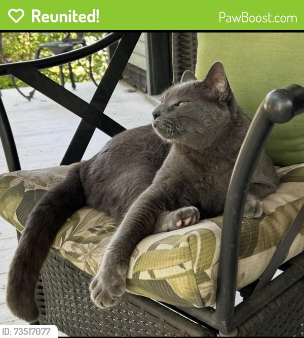 Reunited Male Cat last seen Dayton Ave near St. Albans St., Saint Paul, MN 55104