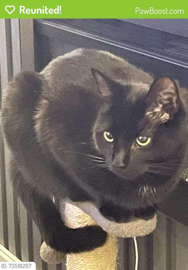 Reunited Male Cat last seen Clifton Avenue blackpool FY4 4RF, Blackpool, England FY4 4RF