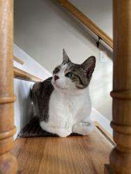 Lost Male Cat last seen Hodgies ice cream, Stratham, NH 03885