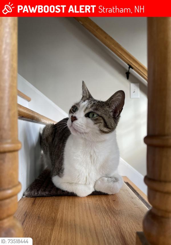 Lost Male Cat last seen Hodgies ice cream, Stratham, NH 03885