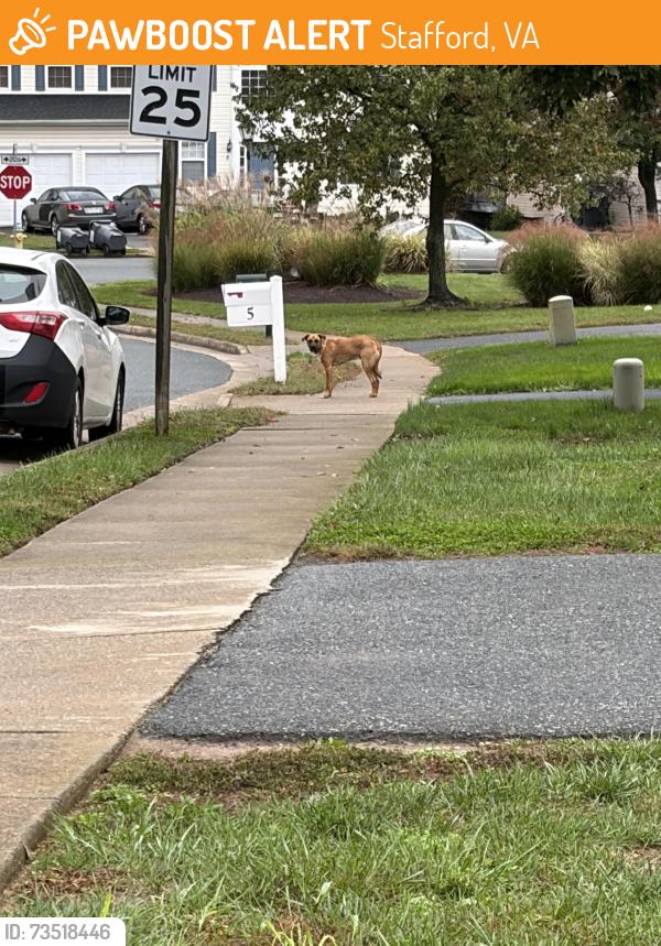 Found/Stray Unknown Dog last seen Landmark and pebble beach dr, Stafford, VA 22554