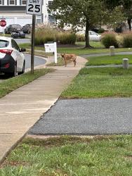 Found/Stray Unknown Dog last seen Landmark and pebble beach dr, Stafford, VA 22554