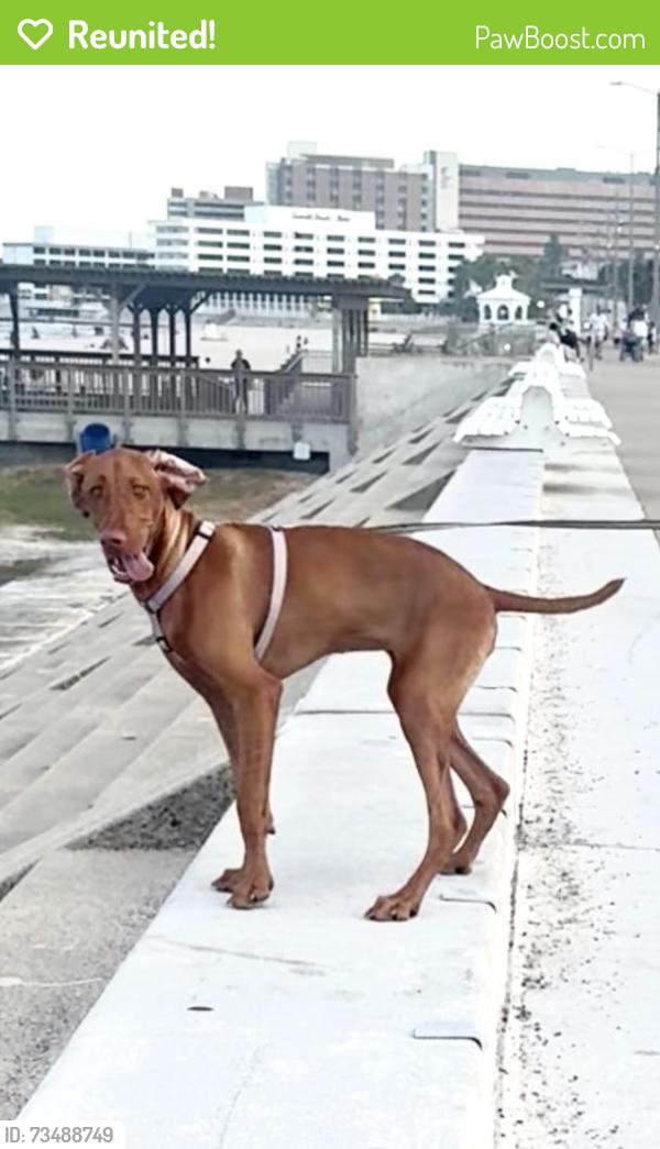 Reunited Female Dog last seen Near Clear Creek, Blanco, TX 78606