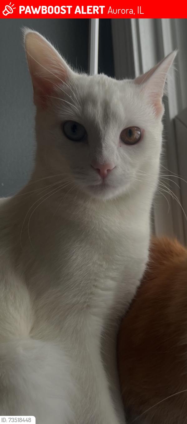 Lost Female Cat last seen Columbia, Union st, Aurora, IL 60505