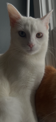 Lost Female Cat last seen Columbia, Union st, Aurora, IL 60505