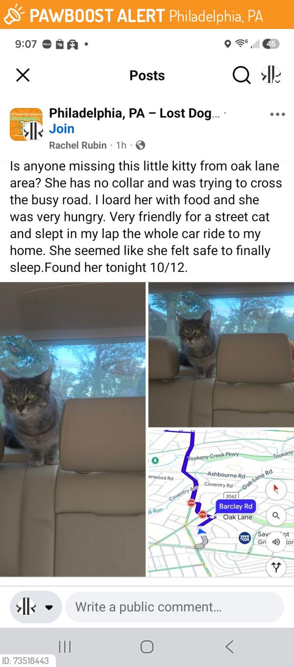 Found/Stray Unknown Cat last seen Oak lane and Barkley rd, Philadelphia, PA 19126