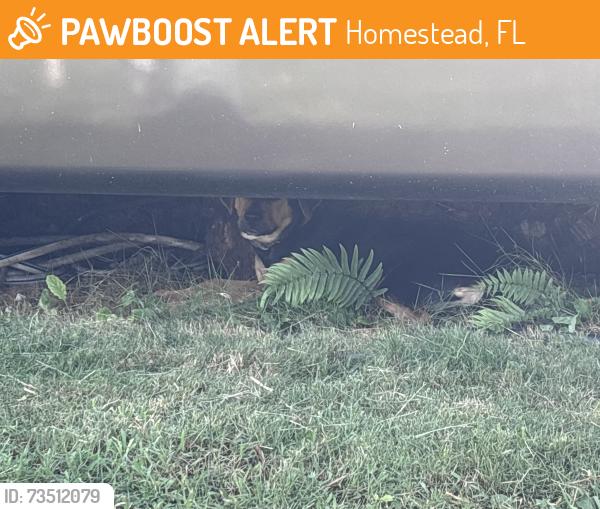 Found/Stray Male Dog last seen hmstd senior event park, Homestead, FL 33030