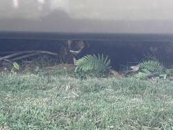 Found/Stray Male Dog last seen hmstd senior event park, Homestead, FL 33030