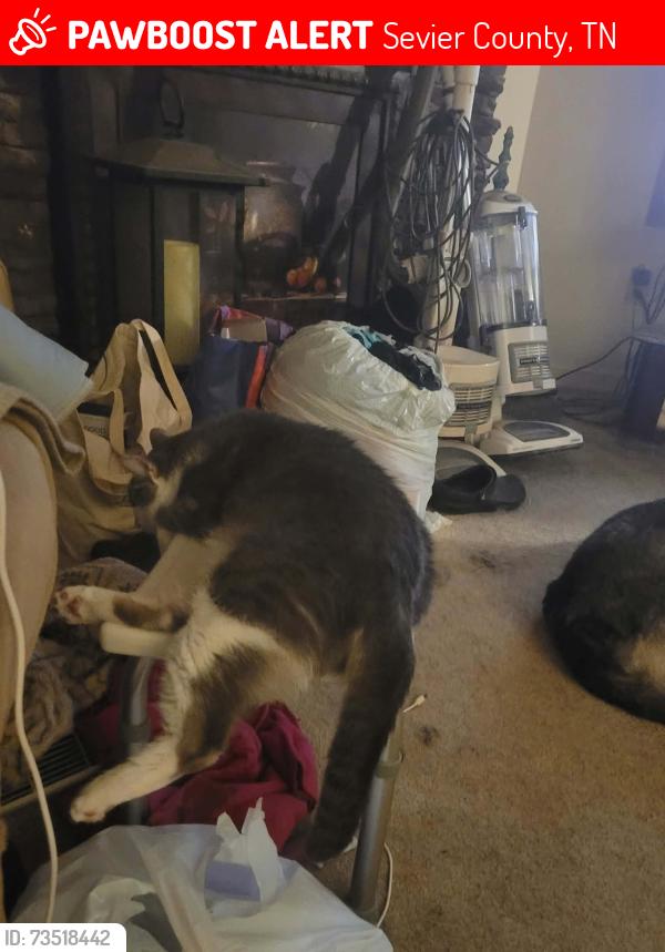 Lost Male Cat last seen riley drive and Douglas dam road, Sevier County, TN 37764