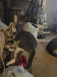 Lost Male Cat last seen riley drive and Douglas dam road, Sevier County, TN 37764