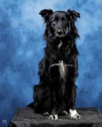 Found/Stray Unknown Dog last seen Grace chruch, Pine Hills, FL 32808