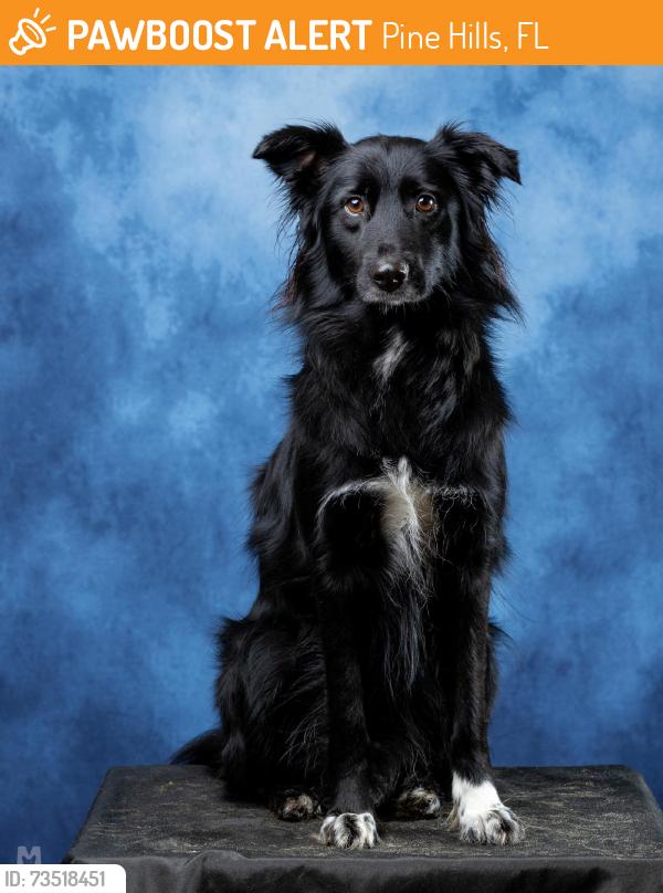 Found/Stray Unknown Dog last seen Grace chruch, Pine Hills, FL 32808