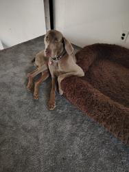 Reunited Male Dog last seen 168th Ave and Lake Michigan Drive, Grand Haven, MI 49417
