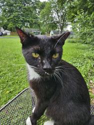 Lost Male Cat last seen Gandy & Ramona Lane, Louisville, KY 40272