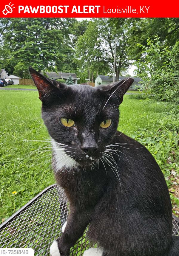 Lost Male Cat last seen Gandy & Ramona Lane, Louisville, KY 40272