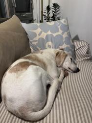 Lost Male Dog last seen Brittania and Ellesboro, Mississauga, ON L5M 1N9