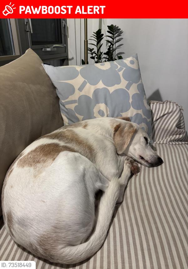 Lost Male Dog last seen Brittania and Ellesboro, Mississauga, ON L5M 1N9