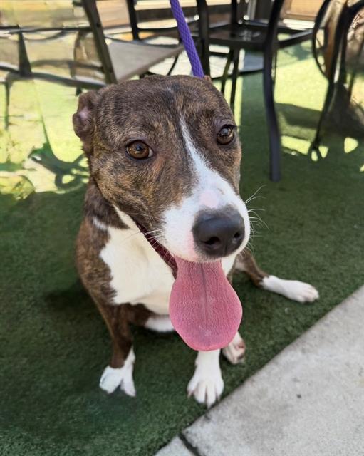 Shelter Stray Female Dog last seen CHARLOTTE, 8315 Byrum Dr, Charlotte, NC 28217, USA