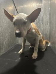 Shelter Stray Male Dog last seen Near BLOCK SEACLIFF, 4710 TX-151, San Antonio, TX 78227, USA