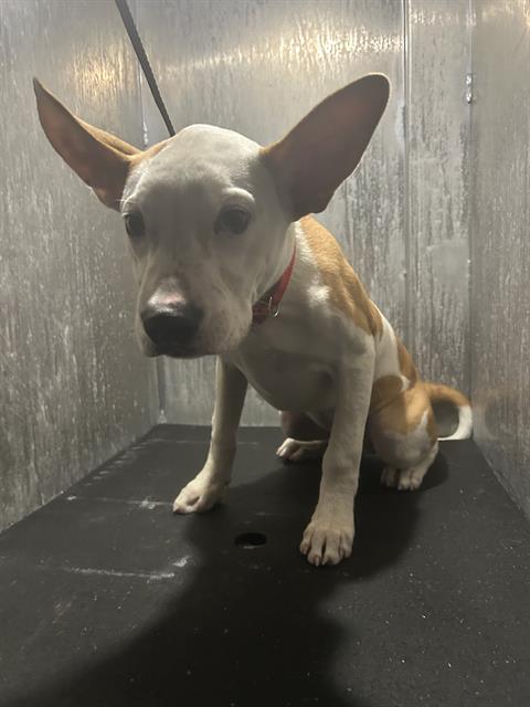 Shelter Stray Male Dog last seen Near BLOCK SEACLIFF, 4710 TX-151, San Antonio, TX 78227, USA