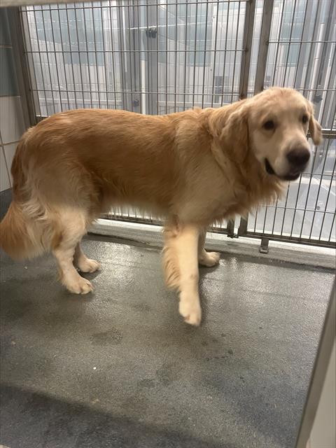 Shelter Stray Male Dog last seen Near BLOCK EL SIMPATICO, 4710 TX-151, San Antonio, TX 78227, USA