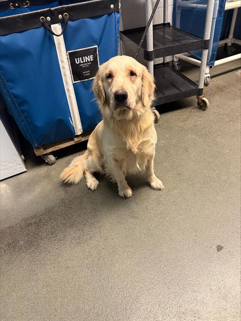 Shelter Stray Female Dog last seen Near BLOCK EL SIMPATICO, 4710 TX-151, San Antonio, TX 78227, USA