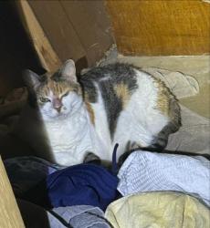 Shelter Stray Female Cat last seen Near BLOCK EL SIMPATICO, 4710 TX-151, San Antonio, TX 78227, USA