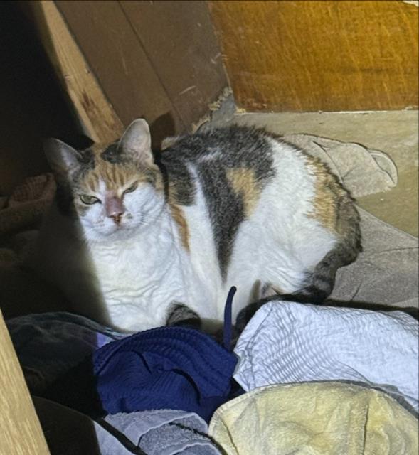 Shelter Stray Female Cat last seen Near BLOCK EL SIMPATICO, 4710 TX-151, San Antonio, TX 78227, USA